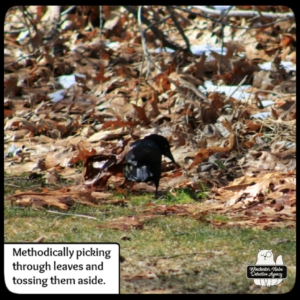 grackle on the ground