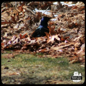 grackle on the ground