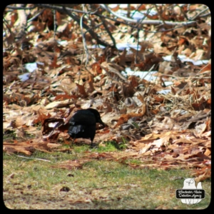 grackle on the ground