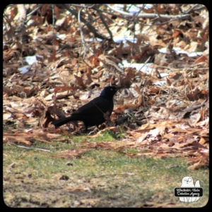 grackle on the ground