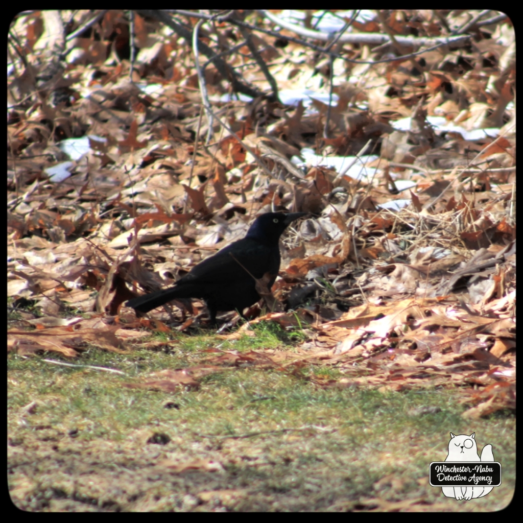 20220314 grackle (5)