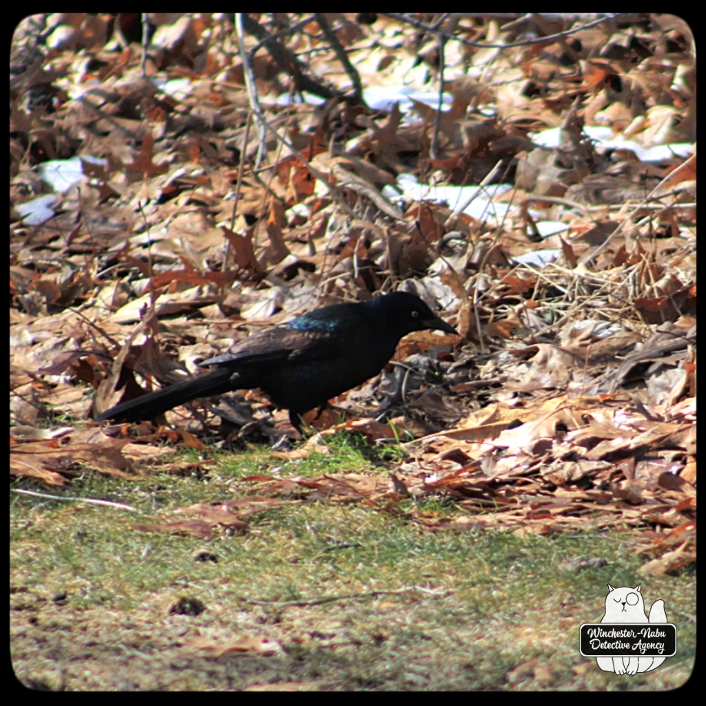 20220314 grackle (6)
