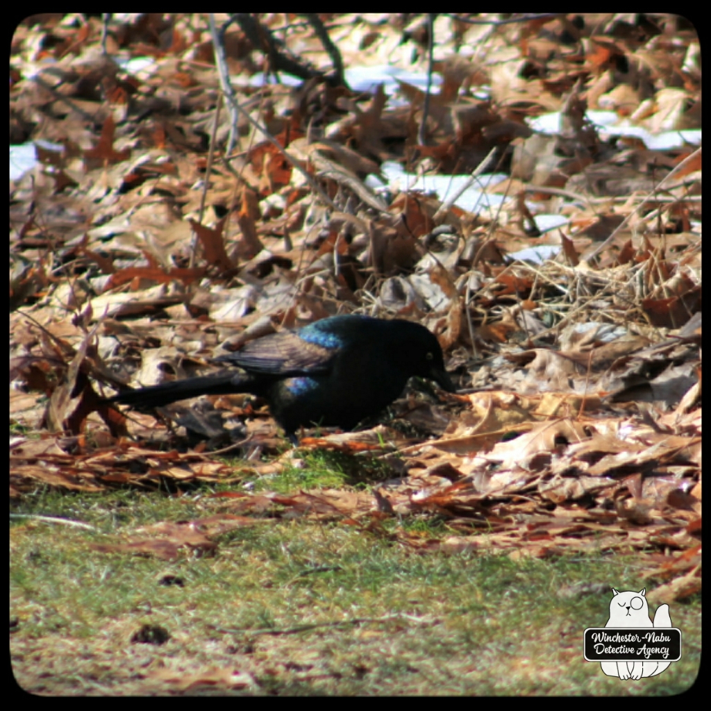 20220314 grackle (8)