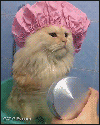 cat in shower cap