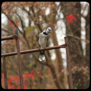 blue jay on junkyard staircase roost