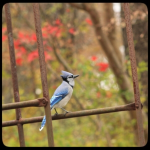 blue jay on junkyard staircase roost