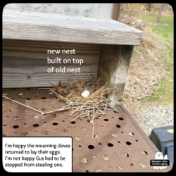 mourning dove nest with eggs
