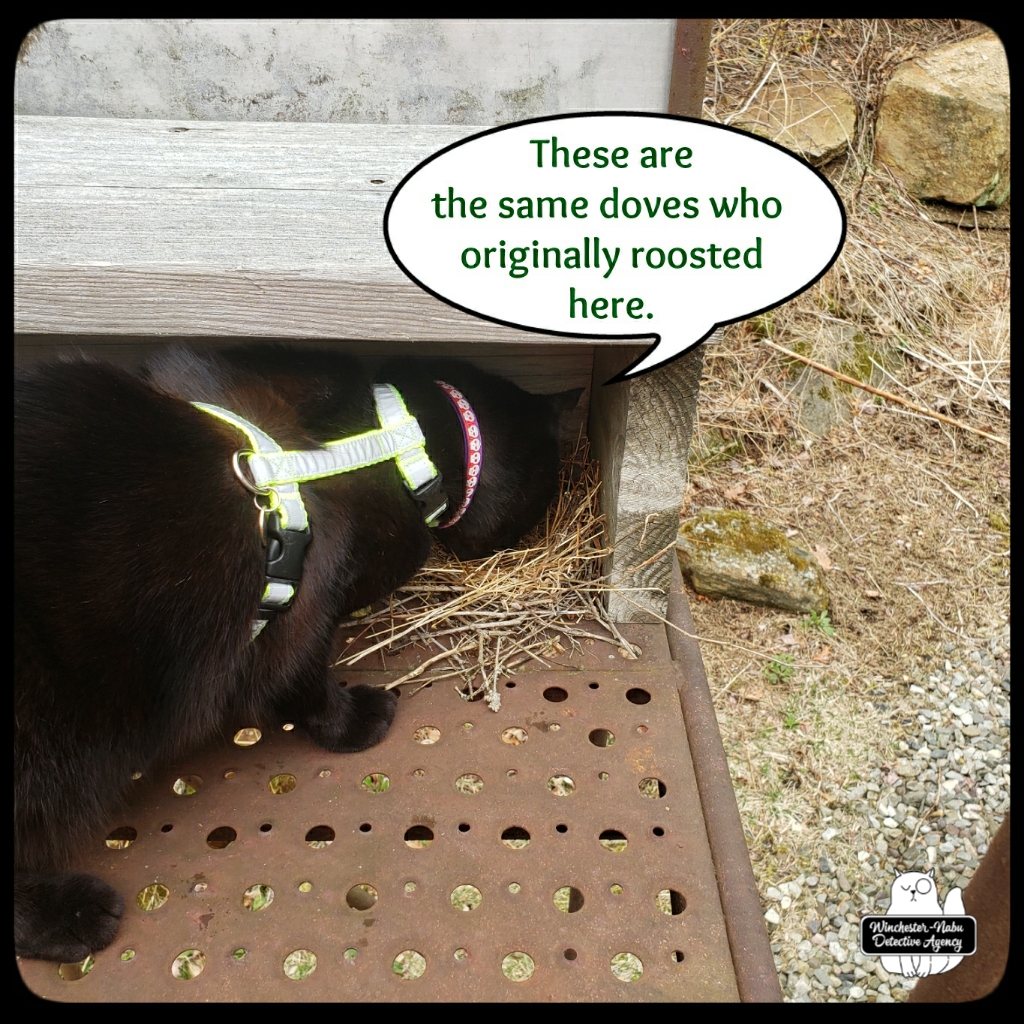 20220331_dove_nest_inspection (2)