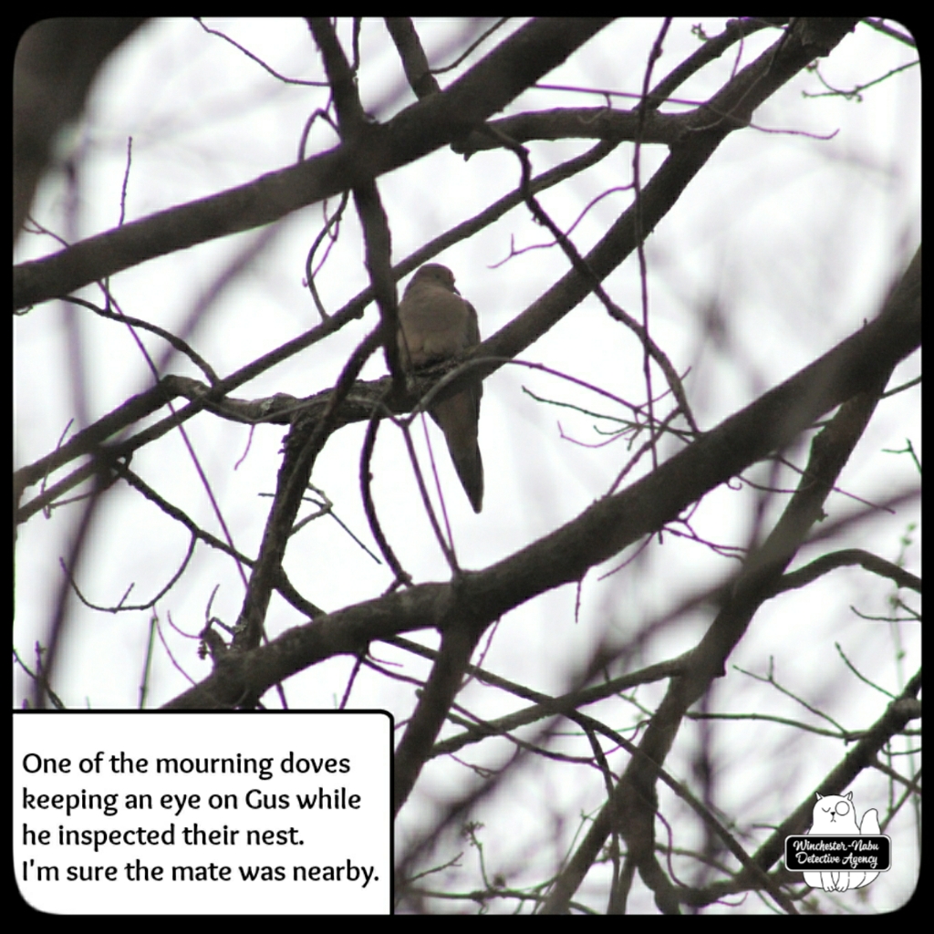 20220331_dove_nest_inspection (3)