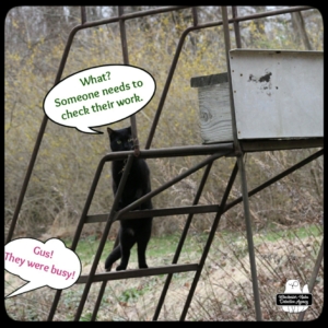 Gus at the mourning dove roost