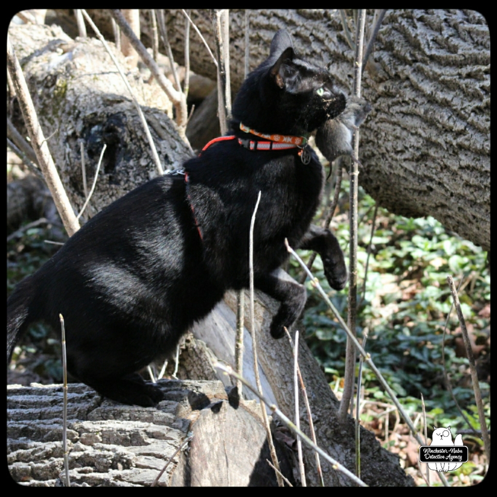 20220402 1st vole (13)