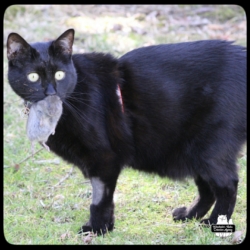 Gus catching vole