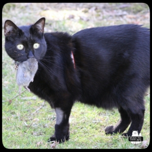 Gus catching vole