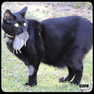 Gus catching vole