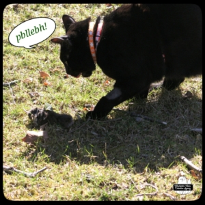 Gus and dead vole