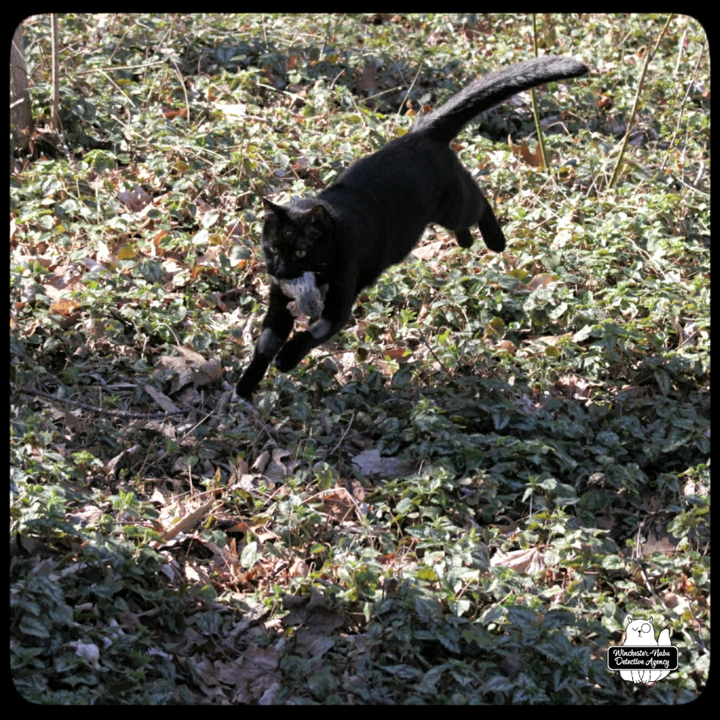 20220402 2nd vole (4)