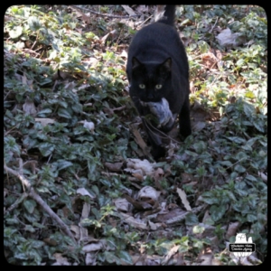 Gus catching vole