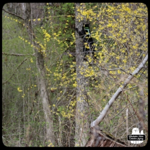 Gus climbing a tree