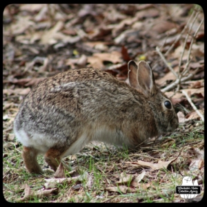 wolpertinger cryptid