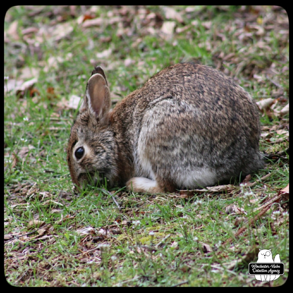 wolpertinger 20220411 (5)