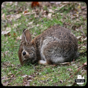 wolpertinger cryptid