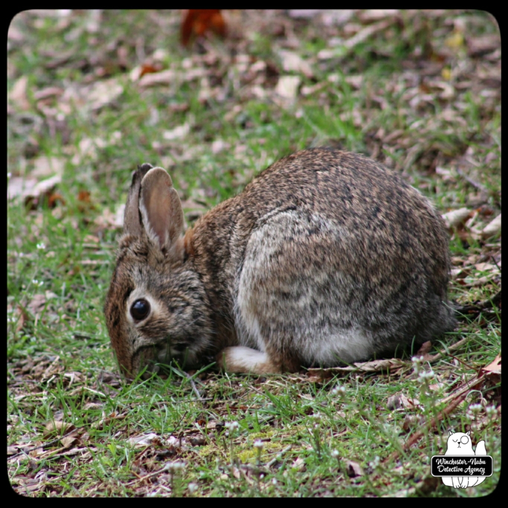 wolpertinger 20220411 (6)