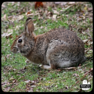 wolpertinger cryptid