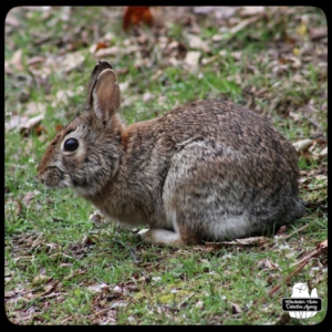 wolpertinger cryptid