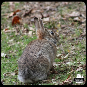 wolpertinger cryptid