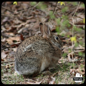 wolpertinger cryptid