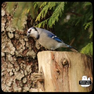 blue jay on cut tree