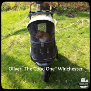 Oliver in buggy