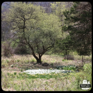 tree and daffodils