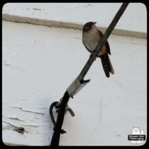 house wren