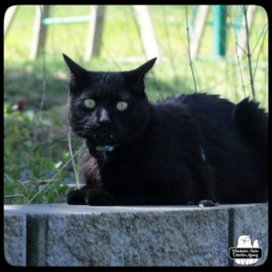 Gus on garden wall