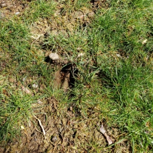 hoof track in mud and grass