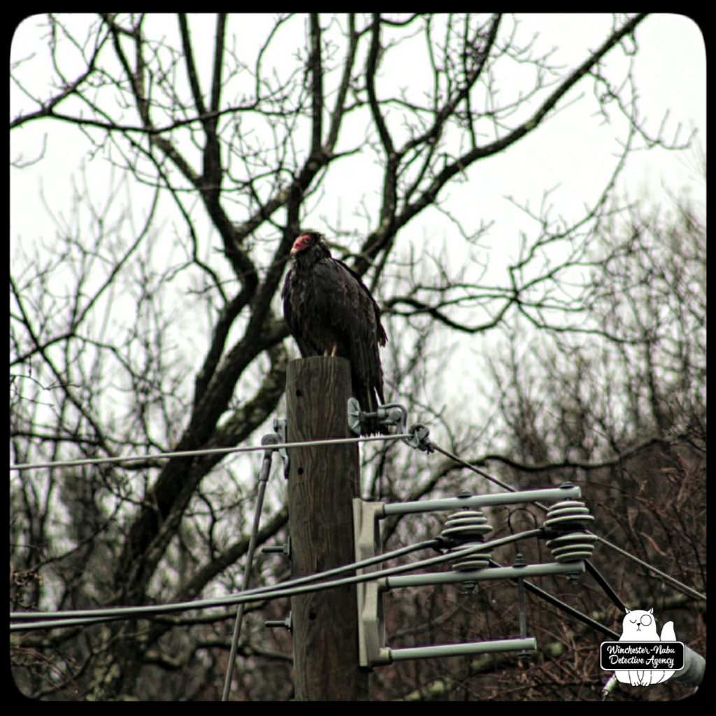 20220422_vulture (1)
