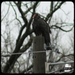 turkey vulture