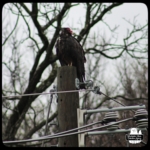 turkey vulture