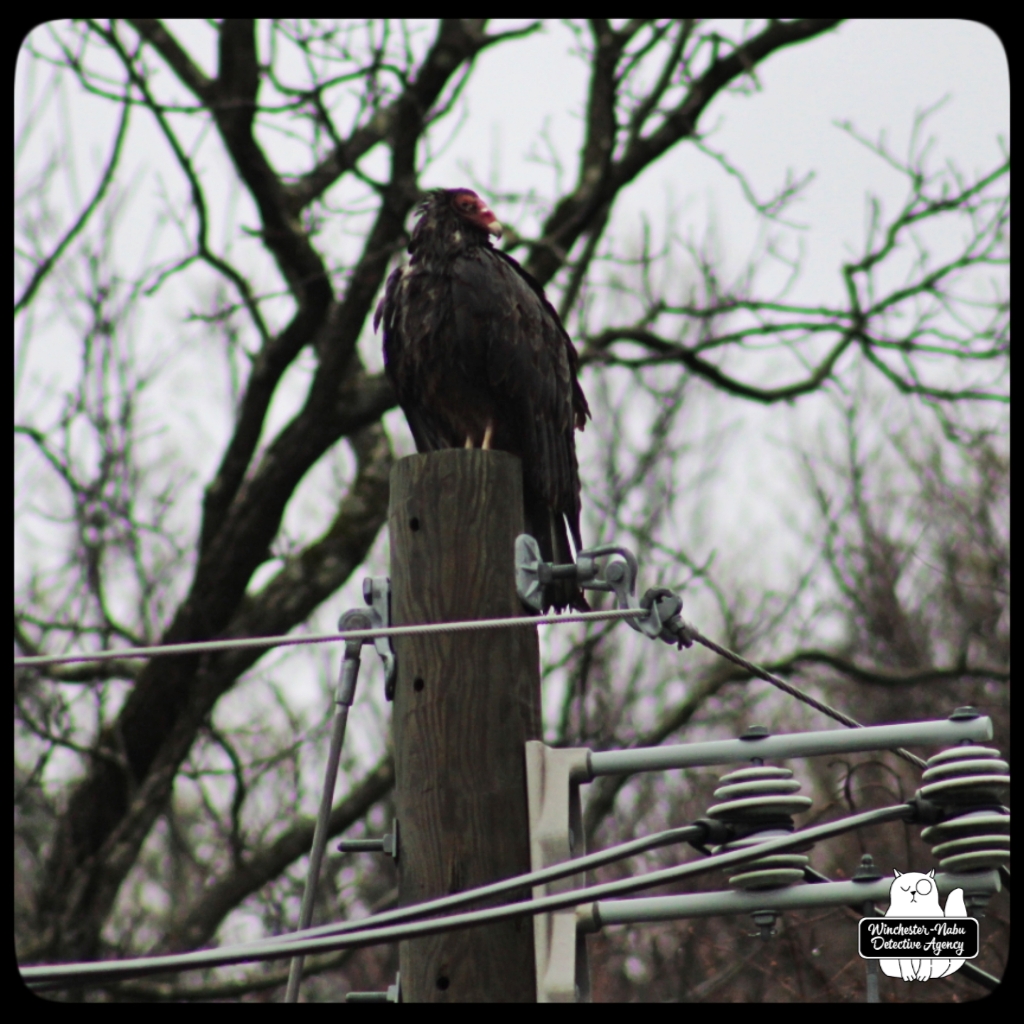 20220422_vulture (3)