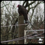 turkey vulture