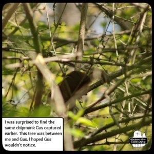 chipmunk in tree