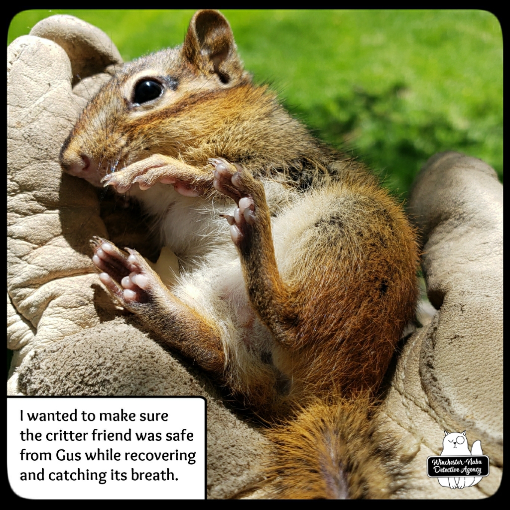 Gus-vs-chipmunk (2)