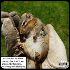 stunned chipmunk rescued