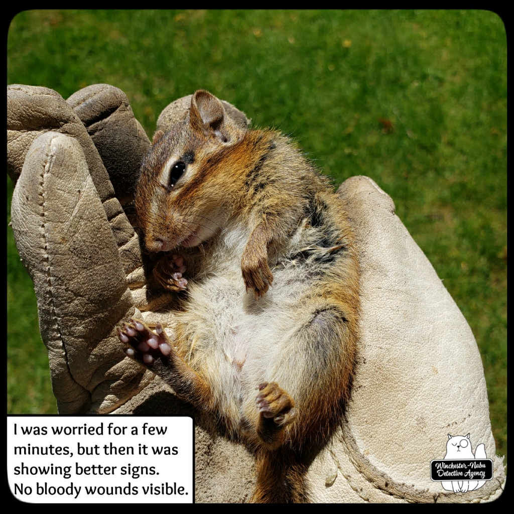 Gus-vs-chipmunk (3)