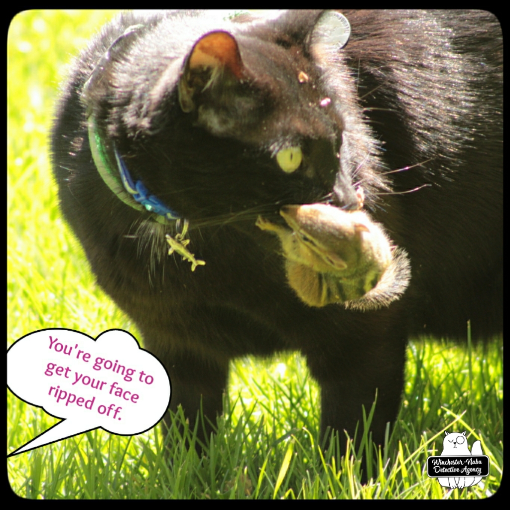 Gus-vs-chipmunk (5)
