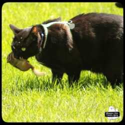 Gus catching chipmunk