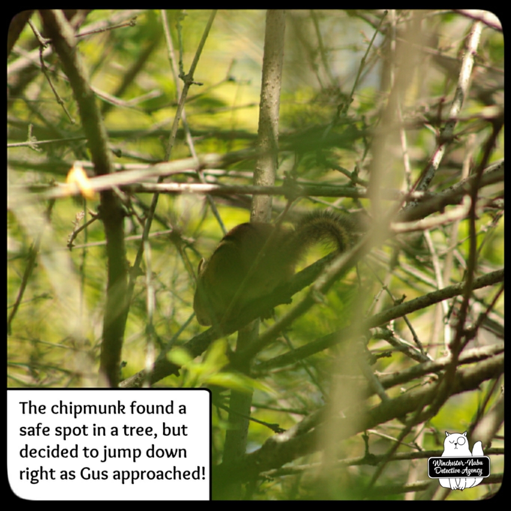 Gus-vs-chipmunk (9)