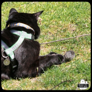 small vole sniffing Gus' paws in the grass