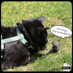 Gus and small vole in the grass